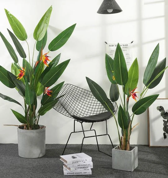 Cây Thiên Điểu - Ý Nghĩa Phong Thủy Bạn Nên Biết