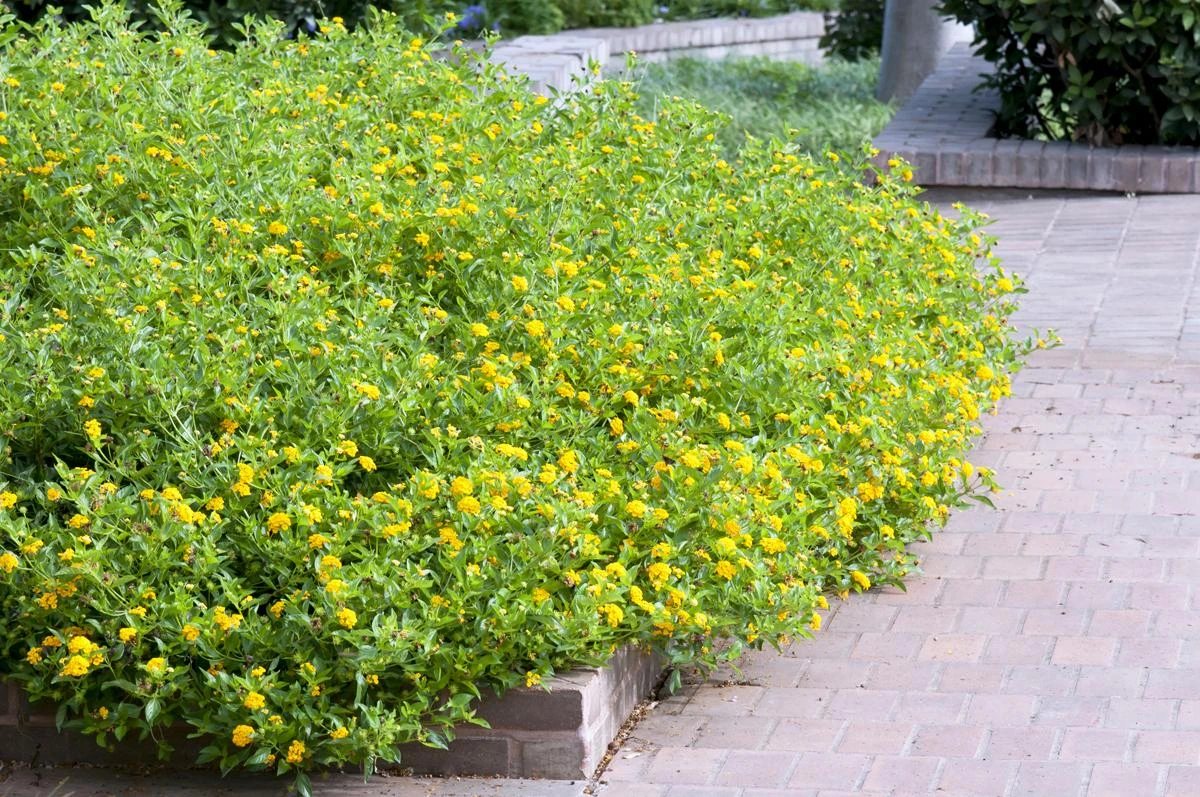 Hoa Ngũ Sắc - Đặc điểm, ý nghĩa và cách chăm cho hoa nở quanh năm