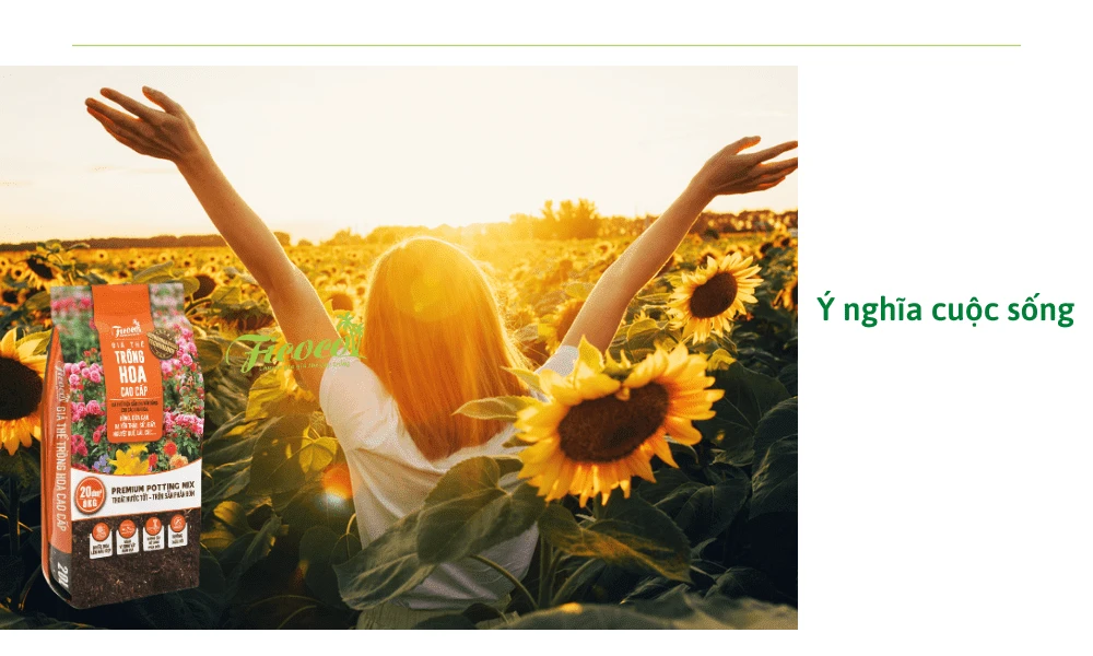 Ý nghĩa đặc biệt của loài hoa hướng dương