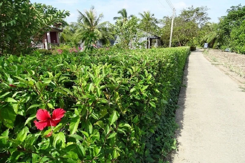 Tìm hiểu về hoa dâm bụt và ứng dụng trong trang trí