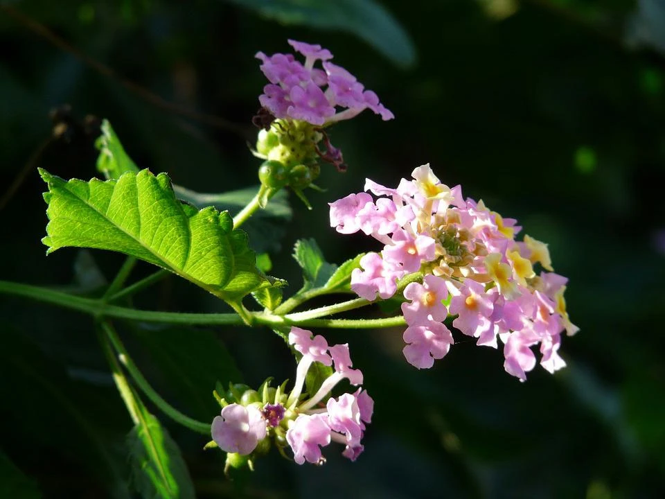 Hoa Ngũ Sắc - Đặc điểm, ý nghĩa và cách chăm cho hoa nở quanh năm