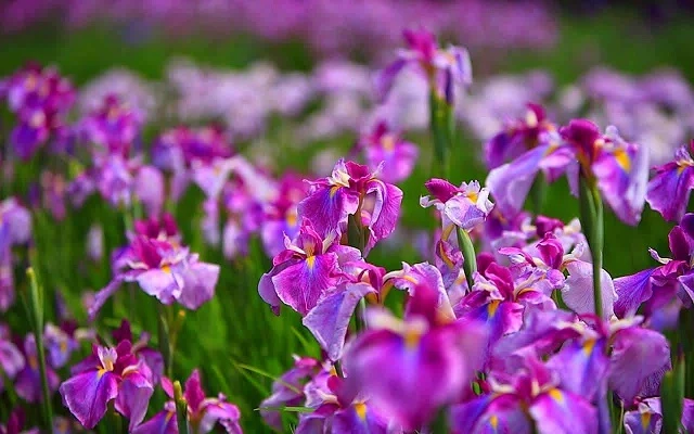 Hoa Diên Vĩ - Ý nghĩa, nguồn gốc, công dụng và cách trồng