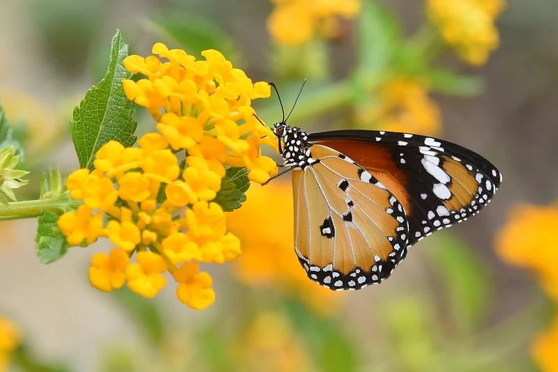 Hoa Ngũ Sắc - Đặc điểm, ý nghĩa và cách chăm cho hoa nở quanh năm
