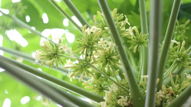 9 tác dụng của hoa đu đủ đực ngâm mật ong, cách làm và lưu ý