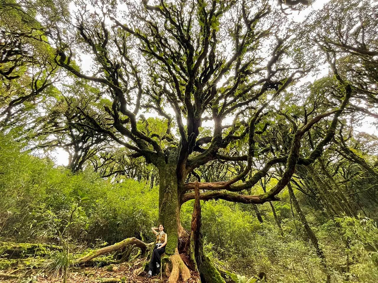 Kinh nghiệm trekking Tây Côn Lĩnh đầy đủ, chi tiết nhất cho người mới đi