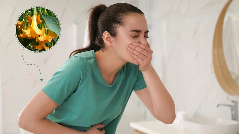 Cây hoa chuông - Loài hoa chứa nhiều độc tố nguy hiểm mà bạn cần lưu ý