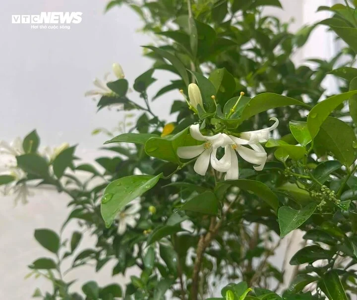 Tìm hiểu về hoa nguyệt quế và ý nghĩa của nó