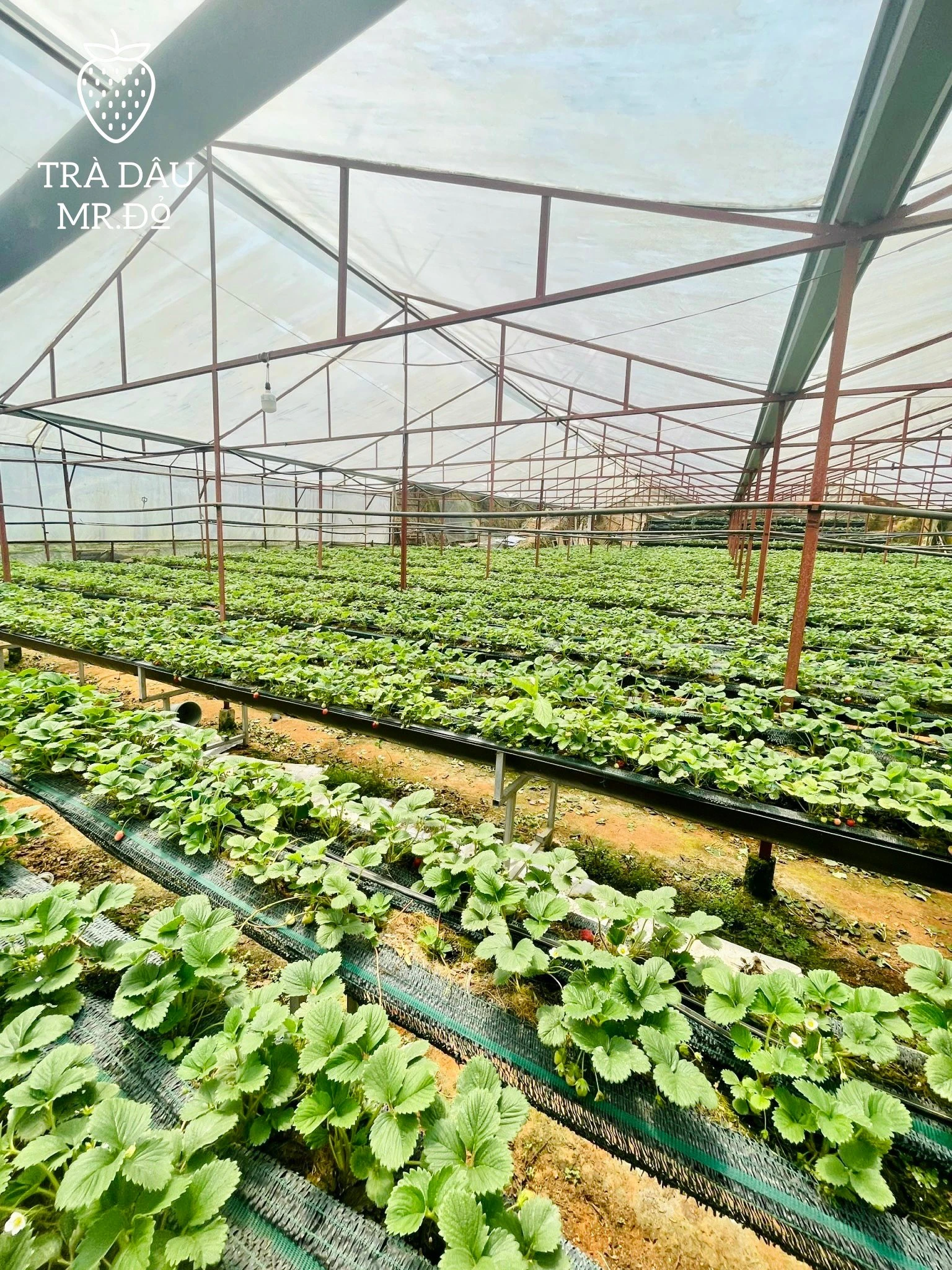 Các cách làm trà dâu tây ngâm với công thức cực đơn giản