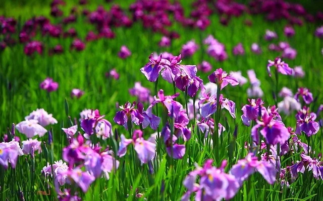 Khám Phá Vẻ Đẹp Hoa Diên Vĩ Trên Thế Giới