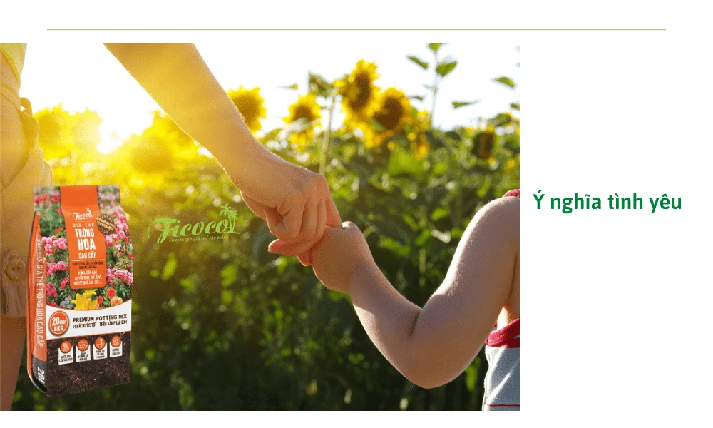 Ý nghĩa đặc biệt của loài hoa hướng dương