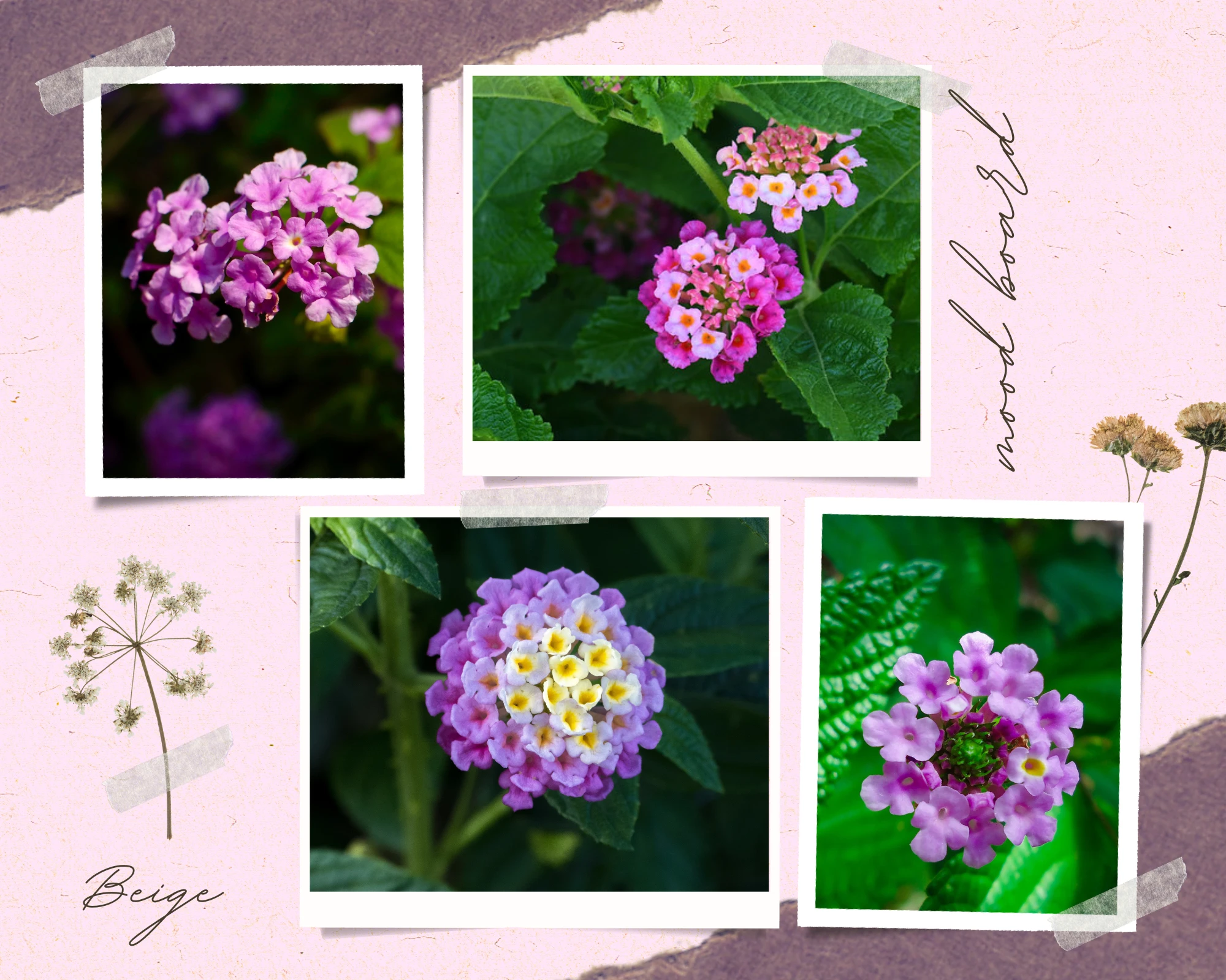 Hoa Ngũ Sắc - Đặc điểm, ý nghĩa và cách chăm cho hoa nở quanh năm