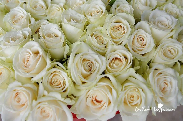 Hoa hồng trắng và biểu tượng lịch sử ở New York