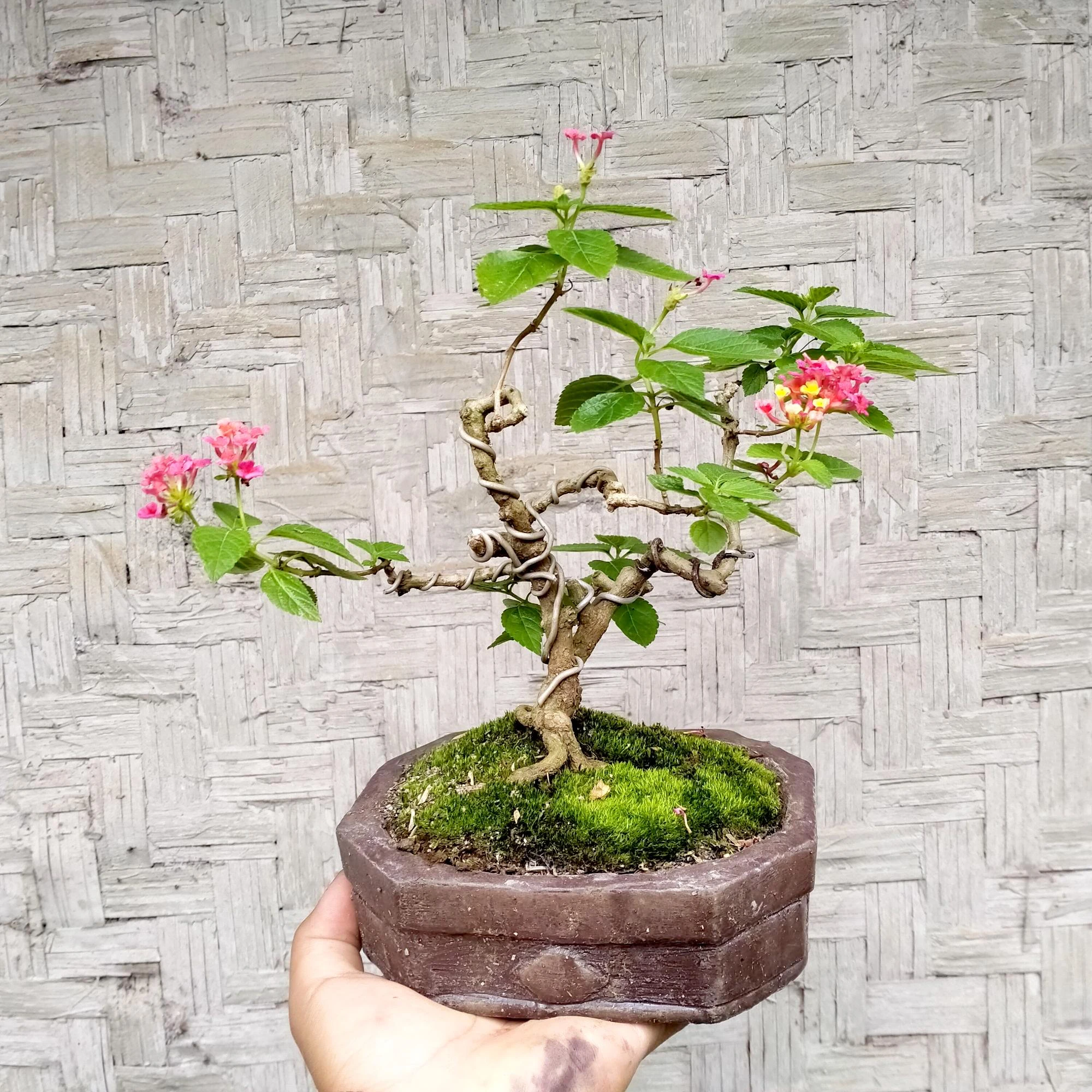 Hoa Ngũ Sắc - Đặc điểm, ý nghĩa và cách chăm cho hoa nở quanh năm