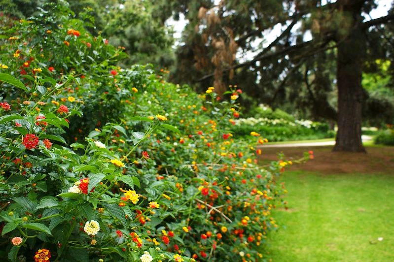 Hoa Ngũ Sắc - Đặc điểm, ý nghĩa và cách chăm cho hoa nở quanh năm