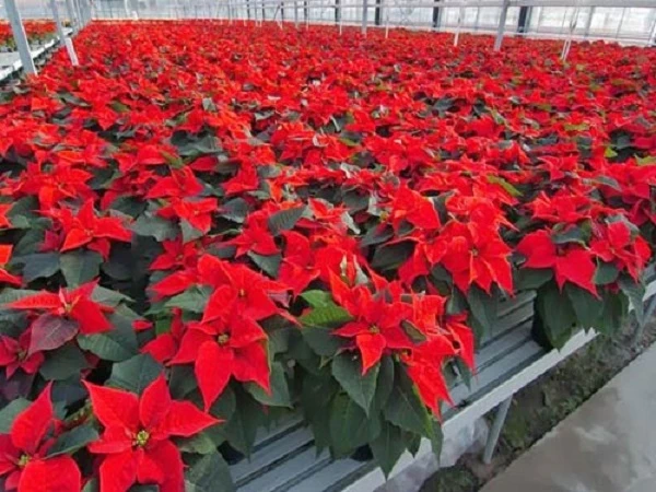 Ý nghĩa hoa Trạng Nguyên và cách trồng, chăm sóc đúng nhất