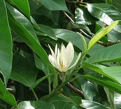 Cây Ngọc Lan - 4 Đặc điểm, bí quyết chăm sóc đơn giản