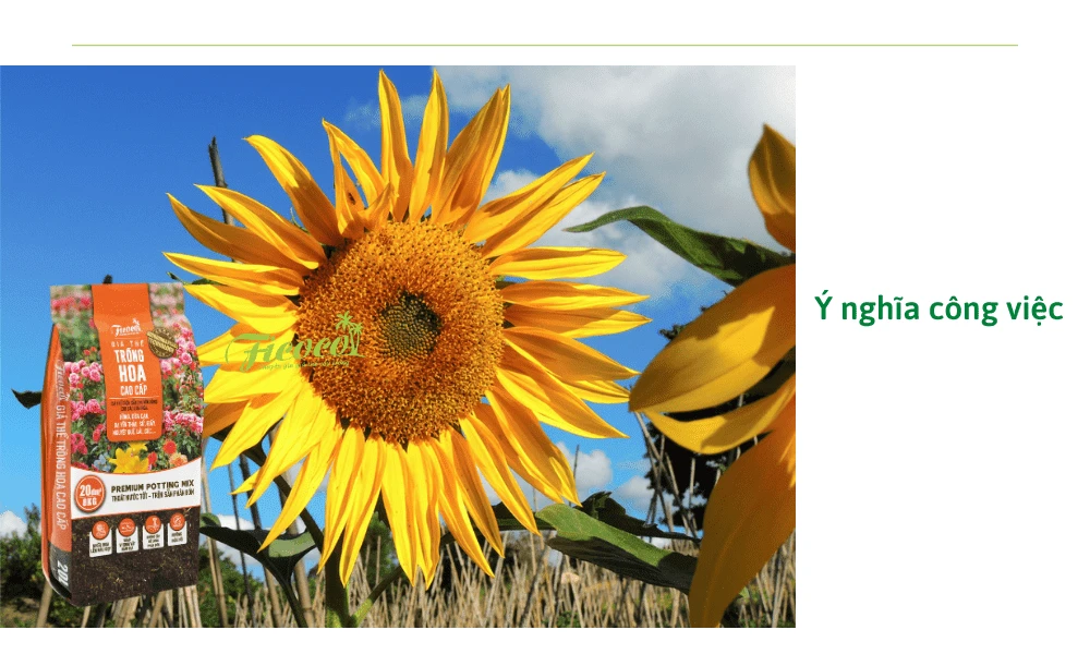Ý nghĩa đặc biệt của loài hoa hướng dương