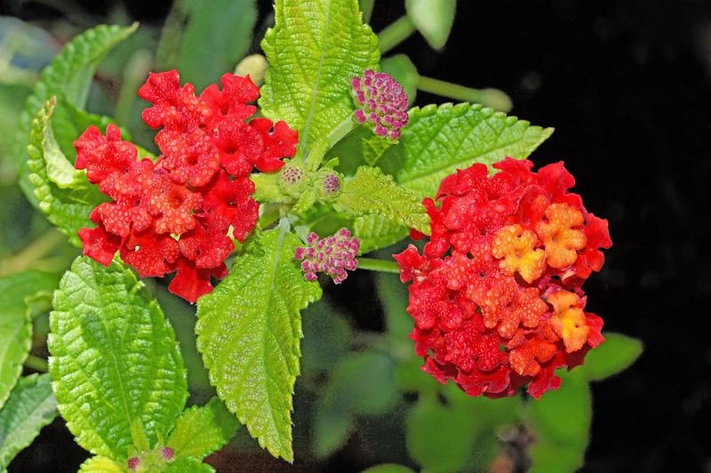 Hoa Ngũ Sắc - Đặc điểm, ý nghĩa và cách chăm cho hoa nở quanh năm