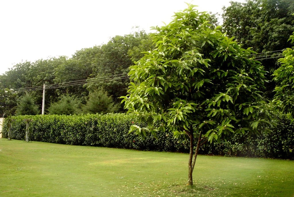 Hoa Ngọc Lan: Biểu Tượng Của Vẻ Đẹp Tinh Khôi