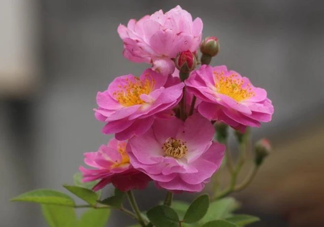 Cây Hoa Hồng - Nguồn gốc, đặc điểm, phân loại và ý nghĩa