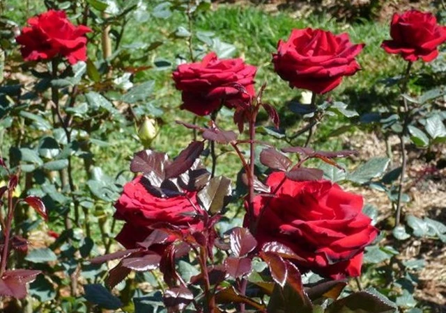 Cây Hoa Hồng - Nguồn gốc, đặc điểm, phân loại và ý nghĩa