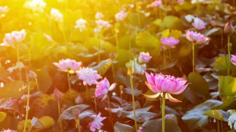 Tổng hợp 100+ hình ảnh hoa sen đẹp nhất 2024