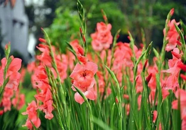 Cách giữ hoa lay ơn tươi lâu trong những ngày Tết