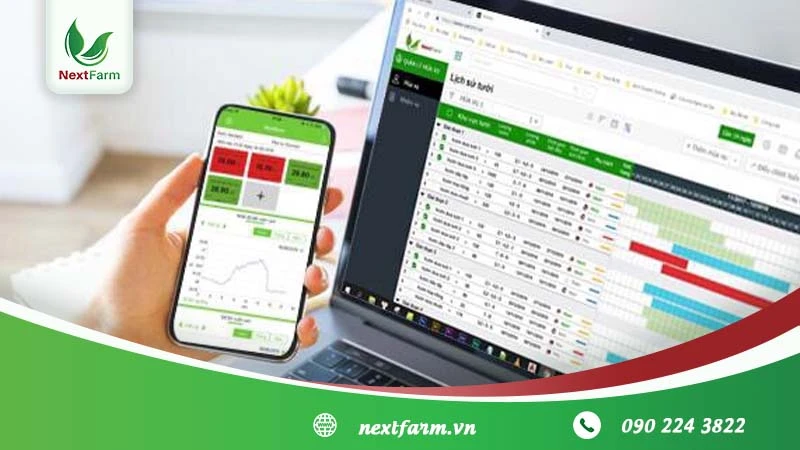 Kỹ thuật trồng măng tây cho người mới bắt đầu