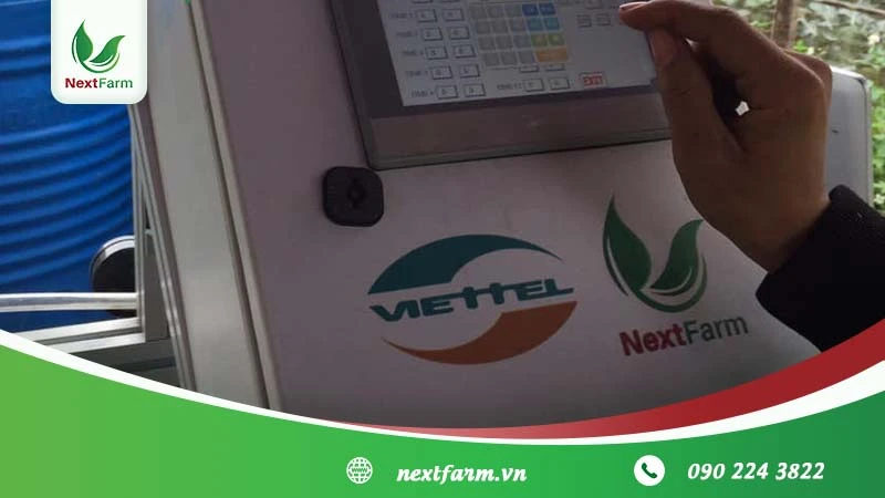 Kỹ thuật trồng măng tây cho người mới bắt đầu