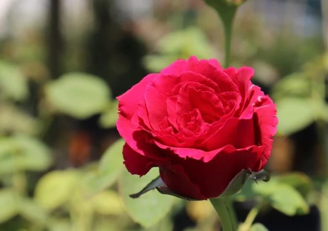 Cây Hoa Hồng - Nguồn gốc, đặc điểm, phân loại và ý nghĩa