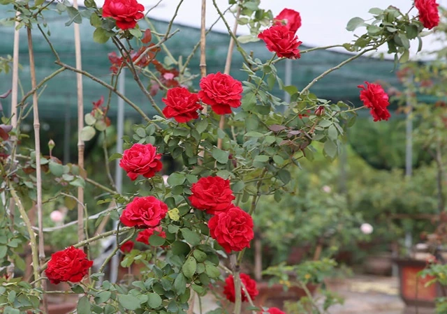 Cây Hoa Hồng - Nguồn gốc, đặc điểm, phân loại và ý nghĩa