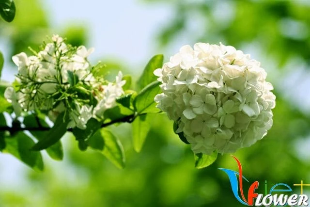 Ý Nghĩa Hoa Cẩm Tú Cầu Trong Văn Hóa Á Đông