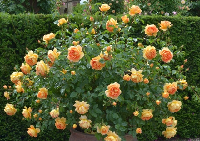 Cây Hoa Hồng - Nguồn gốc, đặc điểm, phân loại và ý nghĩa