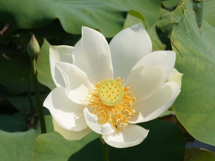 Bộ sưu tập hình ảnh đẹp nhất về hoa Sen Trắng