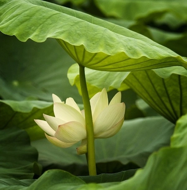 Bộ sưu tập hình ảnh đẹp nhất về hoa Sen Trắng