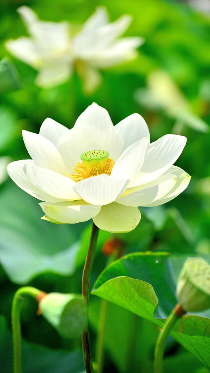 Tổng hợp 100+ hình ảnh hoa sen đẹp nhất 2024