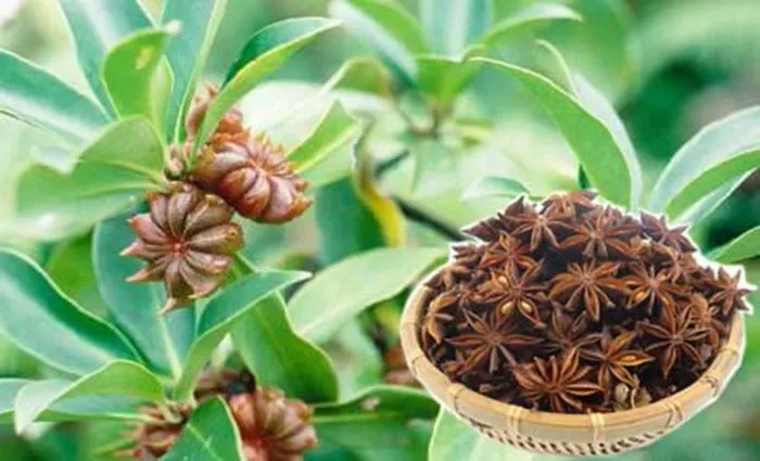 Hoa hồi - Sản vật đặc trưng của Xứ Lạng