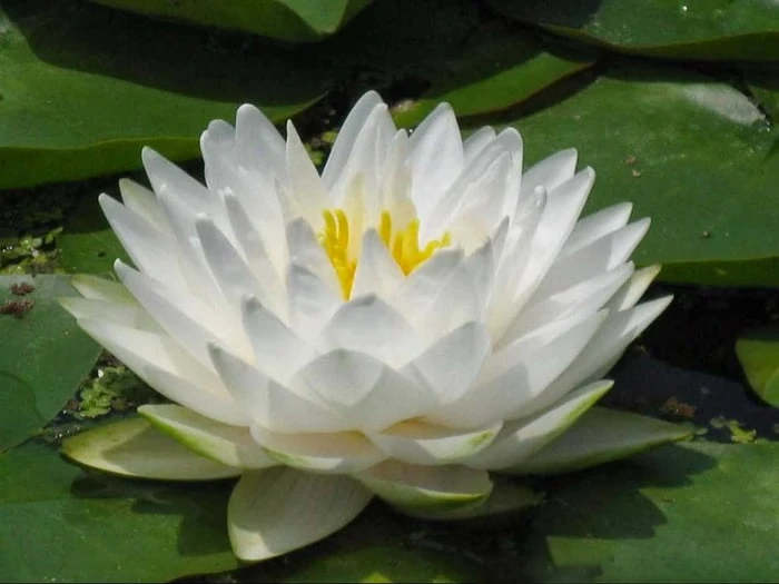 Bộ sưu tập hình ảnh đẹp nhất về hoa Sen Trắng