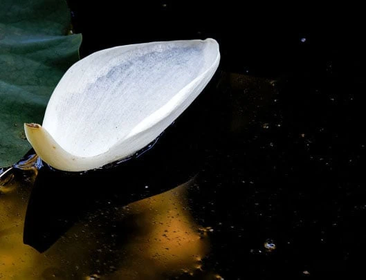 Bộ sưu tập hình ảnh đẹp nhất về hoa Sen Trắng