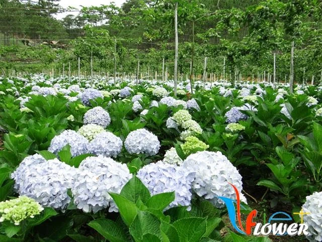 Ý nghĩa hoa Cẩm tú cầu (hoa Tử dương)