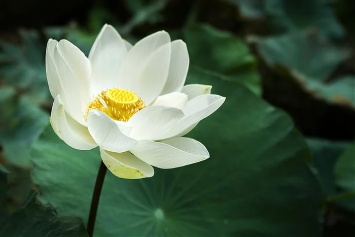 Bộ sưu tập hình ảnh đẹp nhất về hoa Sen Trắng