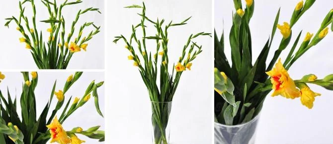 Giữ Hoa Dơn Tươi Lâu Nhất Ngày Tết