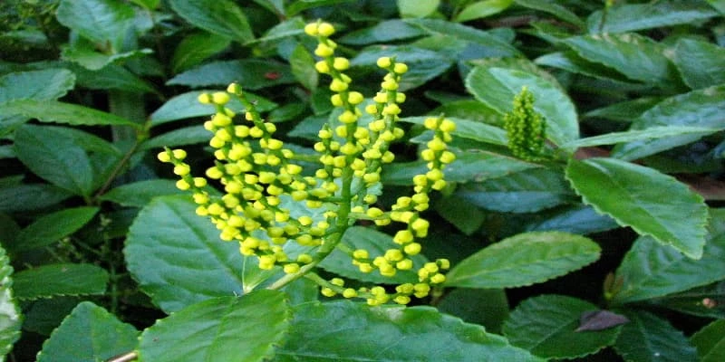 Hoa Sói - Loài Hoa Thơm Và Công Dụng Trong Đời Sống