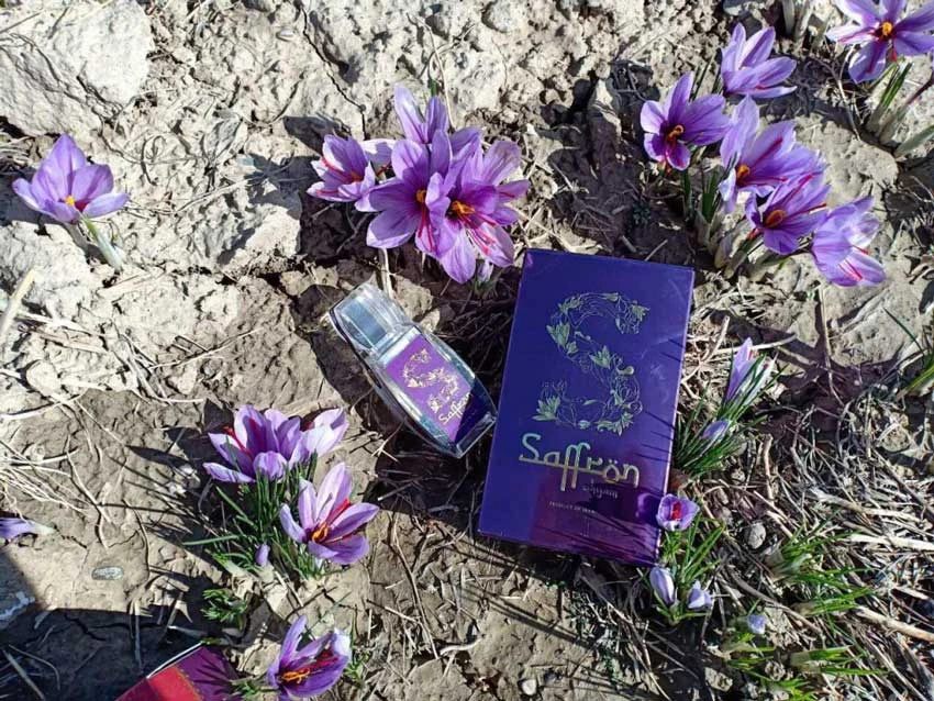 Saffron SHYAM 1Gr | Nhụy hoa nghệ tây Organic