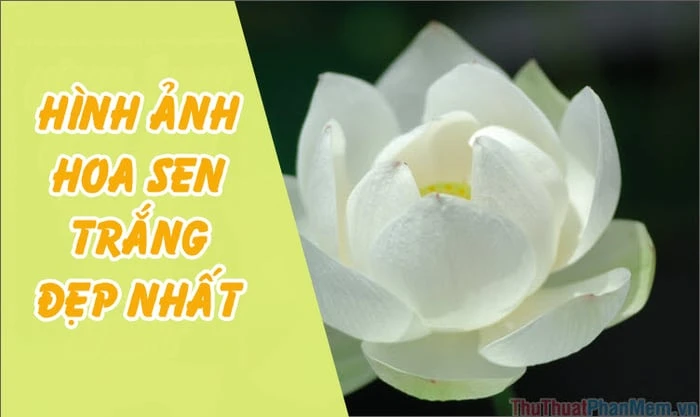 Hoa sen trắng biểu tượng của thanh cao và tinh khiết
