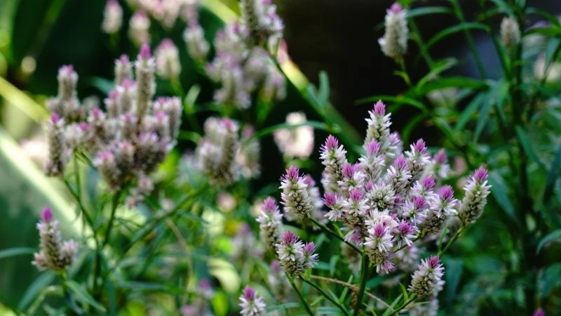 Lợi Ích Sức Khỏe Từ Hoa Mào Gà