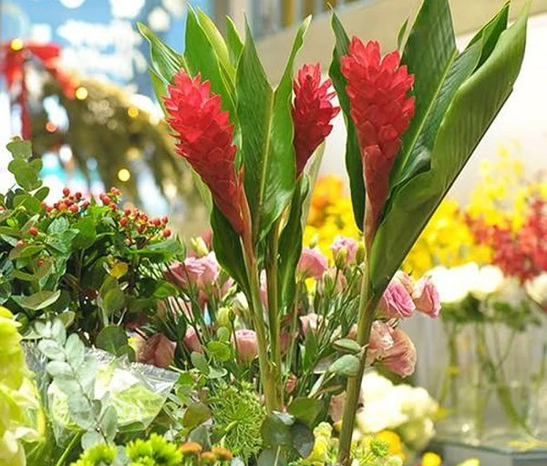 Khám Phá Sắc Đẹp Của Hoa Hạnh Phúc Trong Không Gian