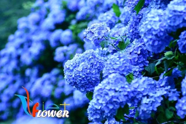 Ý nghĩa hoa Cẩm tú cầu (hoa Tử dương)