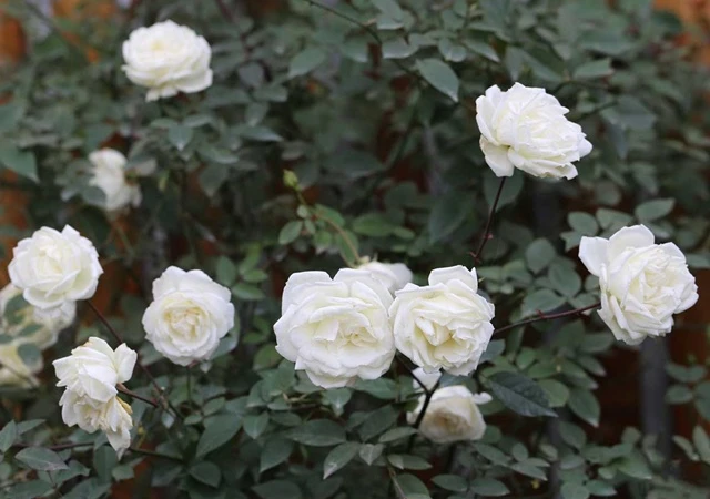 Cây Hoa Hồng - Nguồn gốc, đặc điểm, phân loại và ý nghĩa