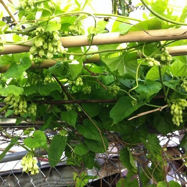 Tìm Hiểu Về Hoa Thiên Lý Trong Văn Hóa Việt